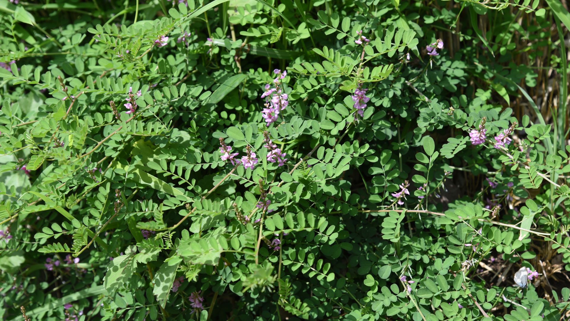 Indigofera tinctoria