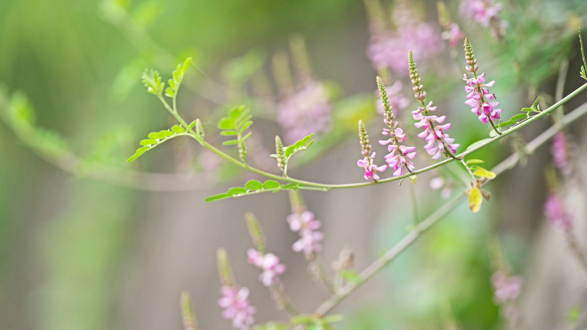 Indigofera tinctoria