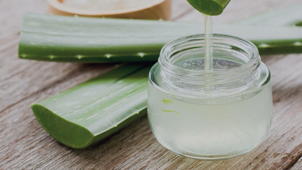 Feuilles d'aloe vera fraîches, utilisées pour apaiser et hydrater la peau