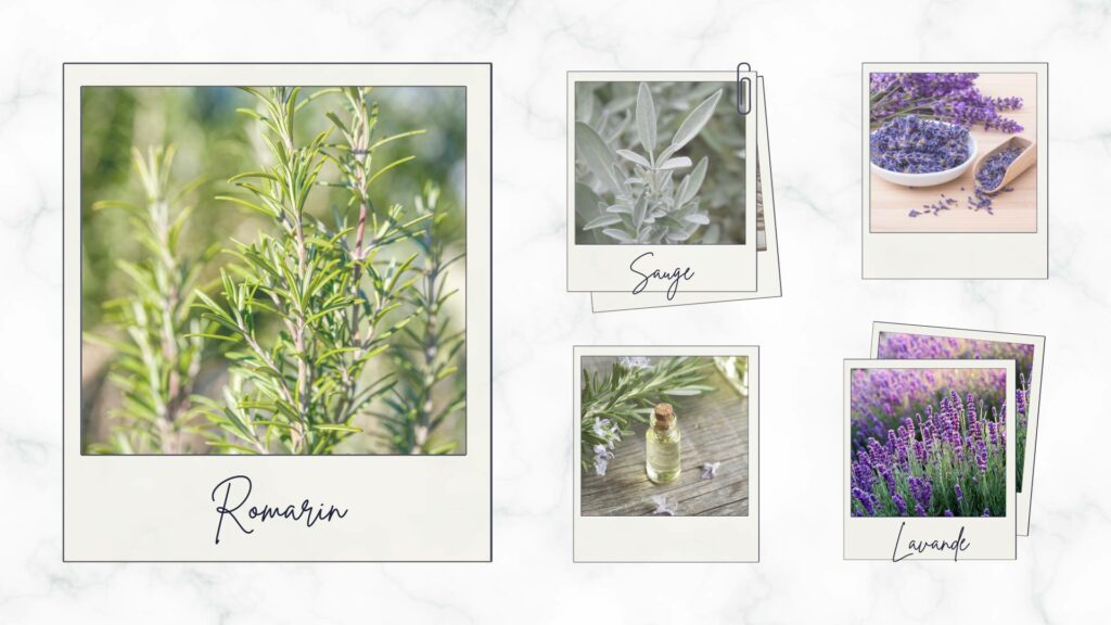 Romarin, lavande et sauge, plantes aromatiques portugaises aux propriétés thérapeutiques