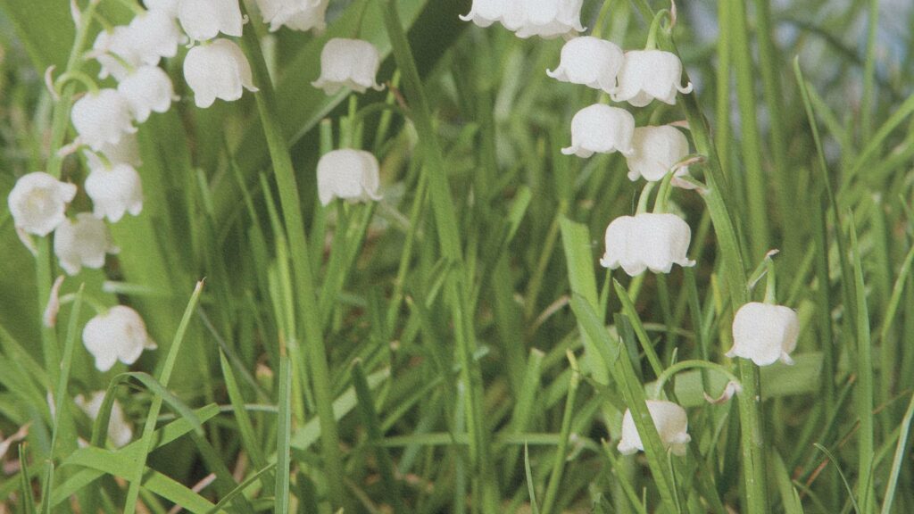Brins de muguet en fleurs dans une prairie printanière, symbole de renouveau et de bonheur pour le 1er mai en Europe.