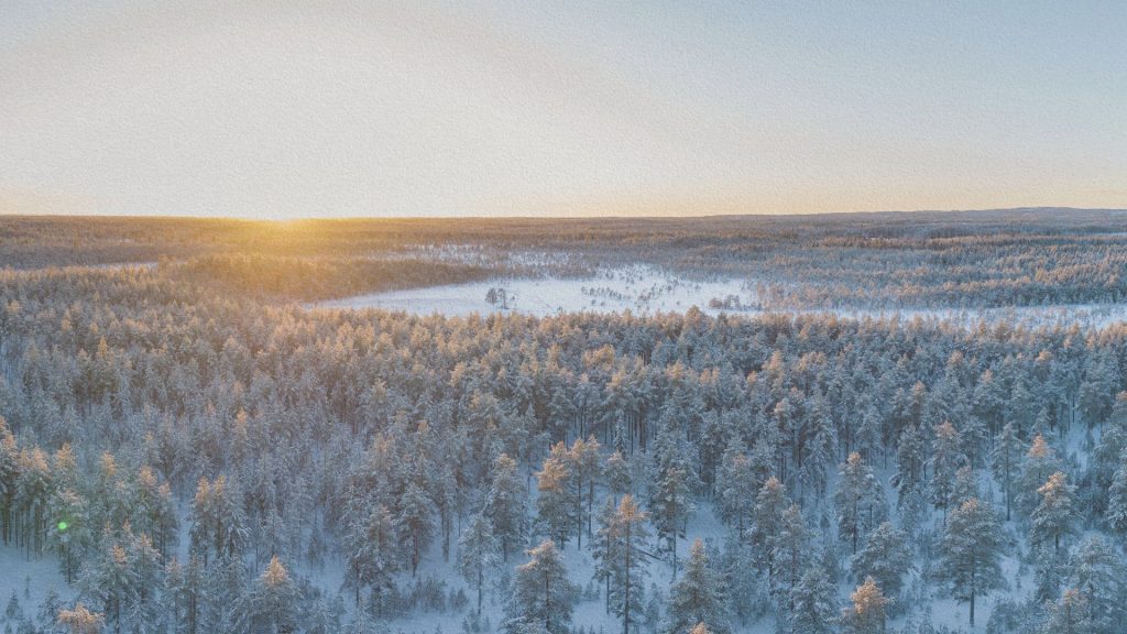 Forêt enneigée du Västerbotten en Suède, vue aérienne au lever du soleil sur les conifères.