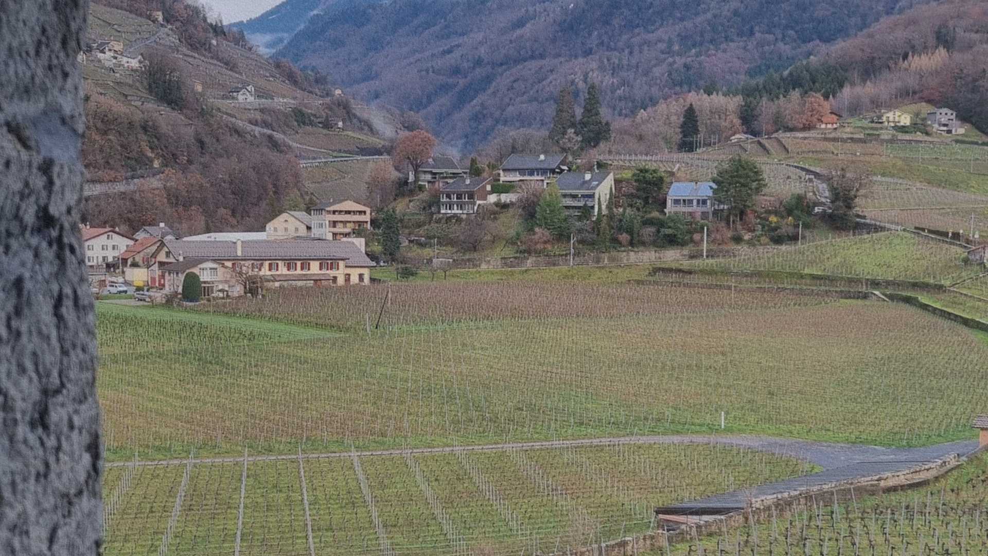 Vignobles et maisons autour d’Aigle dans le canton de Vaud, paysage agricole structuré par le relief et les cultures en terrasses