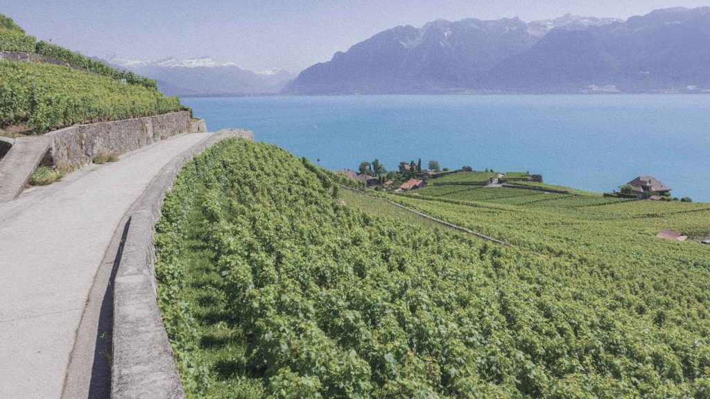 Vignobles en terrasses de Lavaux dominant le lac Léman avec route étroite entre les vignes