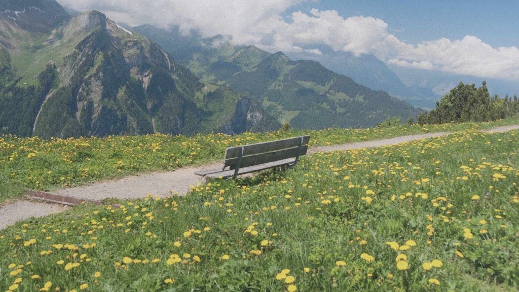 Paysage des Alpes vaudoises en Suisse avec prairie alpine fleurie et vue sur les montagnes