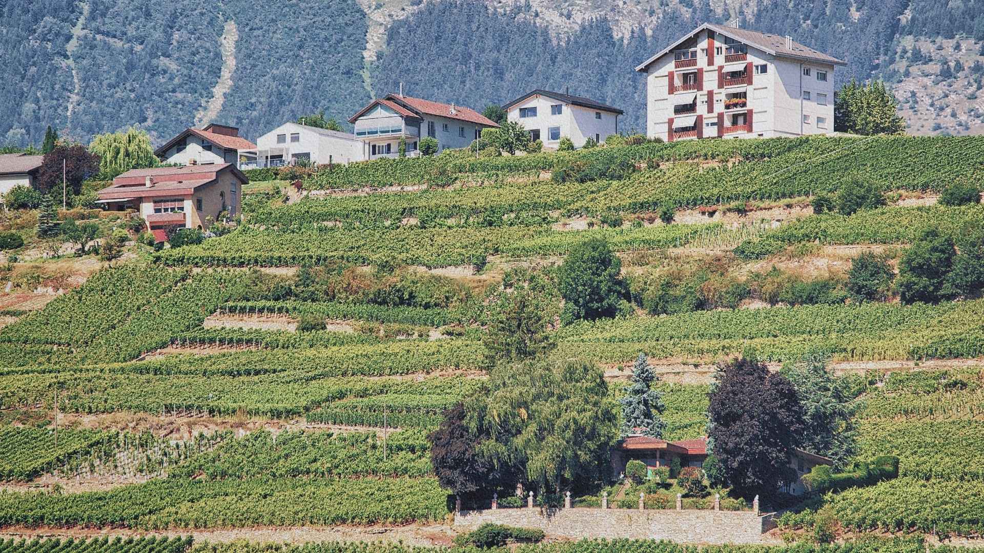Terrasses viticoles sur les pentes autour de Sion en Valais