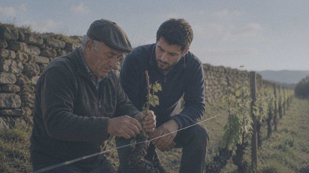 Un vigneron portugais expérimenté montre à un jeune adulte comment attacher un cep de vigne sur une terrasse viticole du nord du Portugal.