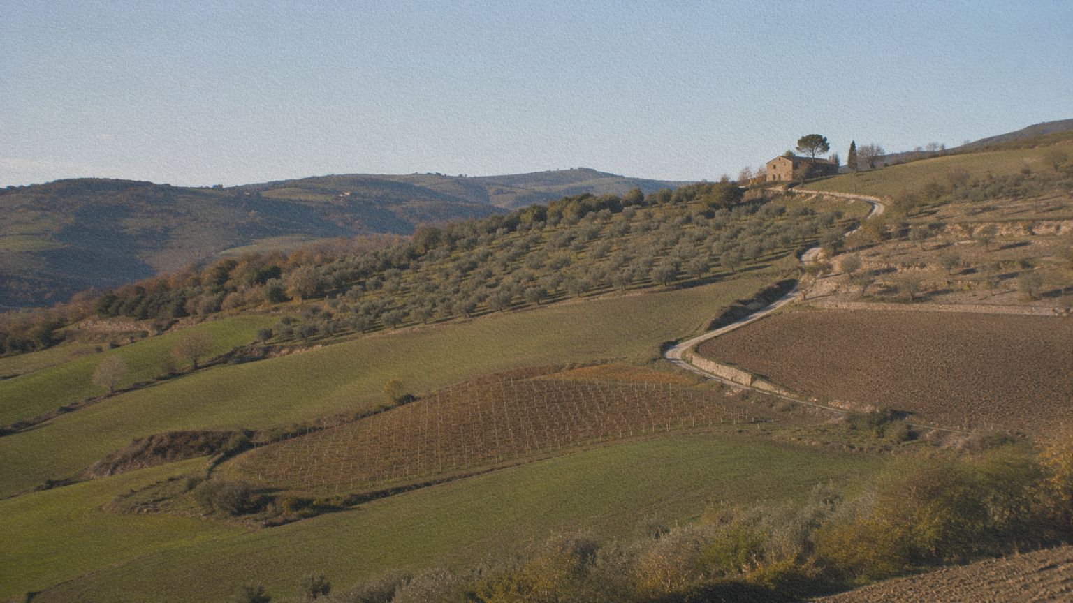 Paysage de collines italiennes organisé par des champs, une oliveraie, une vigne, un chemin rural et une ferme.