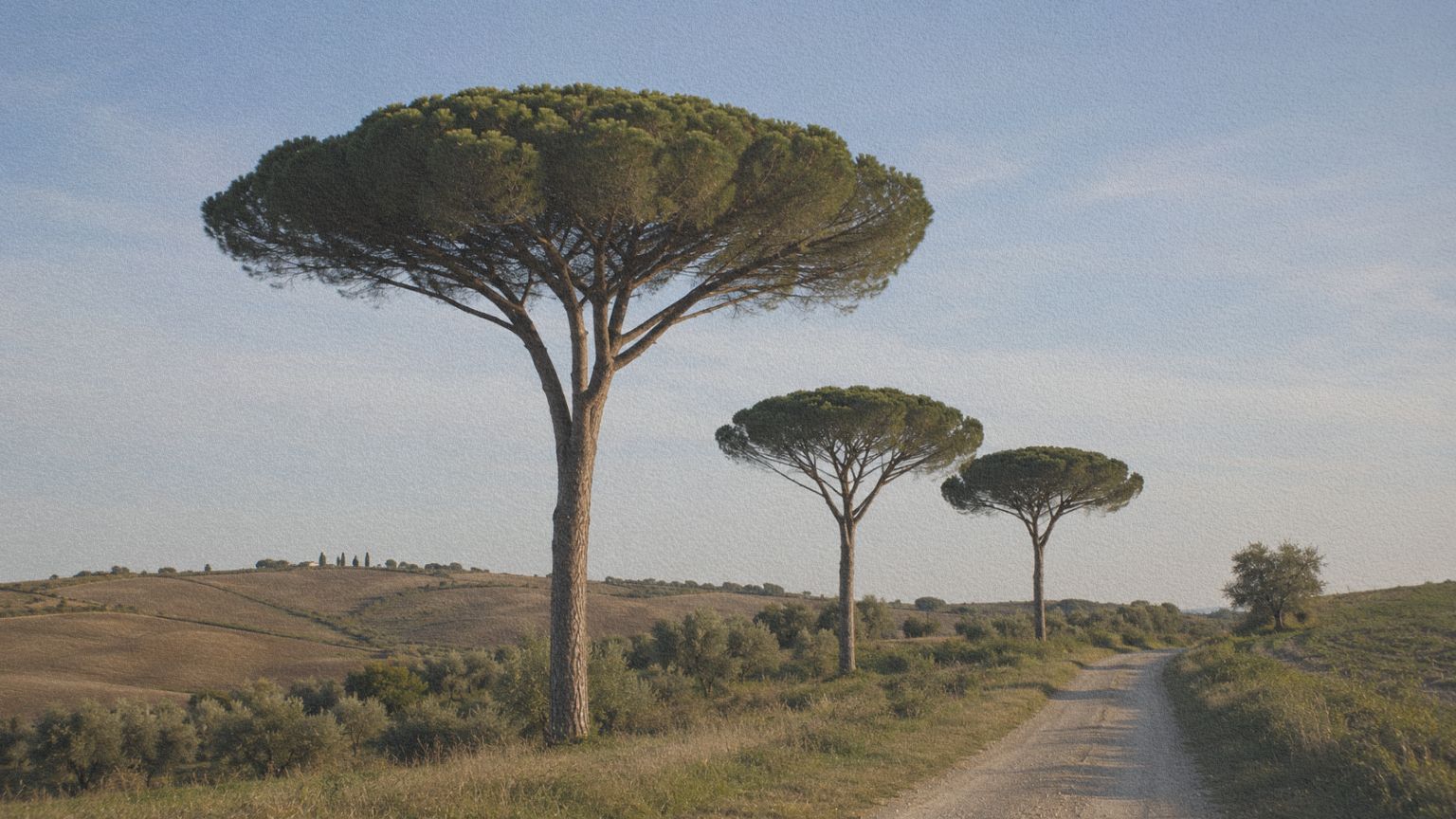 Pins parasols dominant une colline cultivée dans un paysage méditerranéen italien.