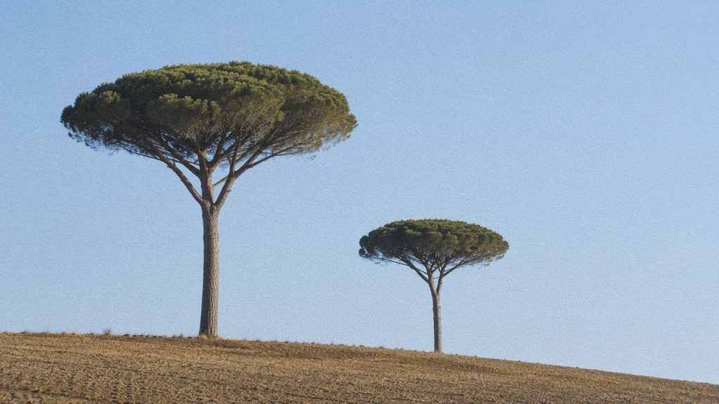 Deux pins parasols aux larges cimes se détachent sur le ciel au-dessus d'une colline italienne.