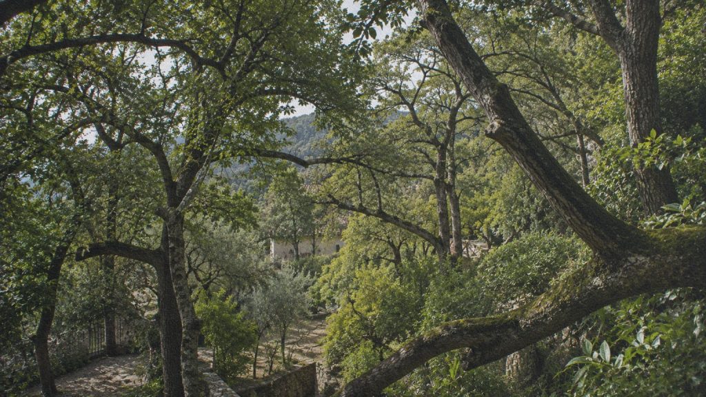 Branches entrelacées formant un réseau au-dessus d’un chemin, en écho au territoire aérien de Côme dans Le Baron perché.